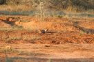 Jackal whilst on foot in Northern Kruger Pafuri