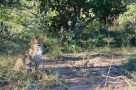 Leopard, Mantobeni Safari drive