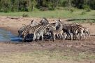 Zebras on Mantobeni Safari drive
