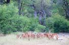 Impala, Kruger National Park