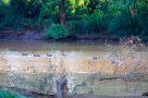 Hippo, Pafuri walking trails