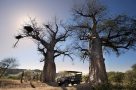 Pafuri trails safari - Kruger National Park