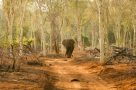 Pafuri trails safari - Kruger National Park