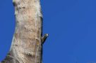 Woodpecker, Kruger National Park