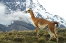 Patagonia wildlife - Guanacos. Image by L.H. Herreros
