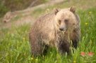 Grizzly bear at Lake Louise