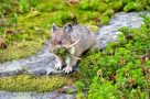 Pika