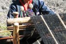 A weaver. Image by N Sloman