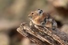 American pika