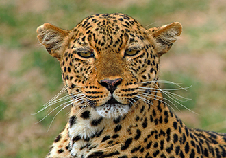 Walking Safaris