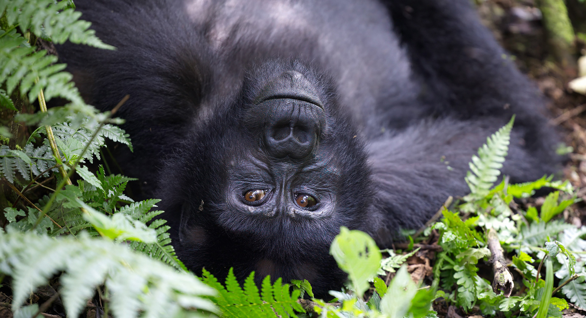 Wildlife adventures >