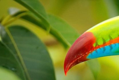 Costa Rica Keel billed Toucan Ramphastos sulfuratus bird with big bill sitting on the branch in the forest shutterstock 564009715 2850x630
