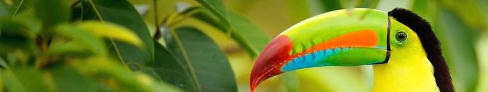 Costa Rica Keel billed Toucan Ramphastos sulfuratus bird with big bill sitting on the branch in the forest shutterstock 564009715 2850x630